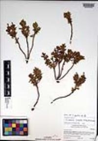 Ericameria cuneata image