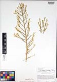 Ericameria paniculata image