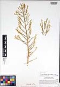 Ericameria paniculata image