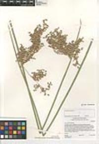 Juncus textilis image