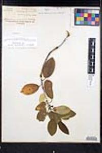 Frangula californica image