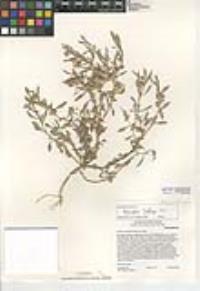 Atriplex lindleyi image