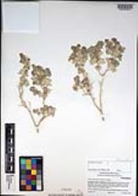 Atriplex hymenelytra image