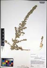 Atriplex canescens var. canescens image