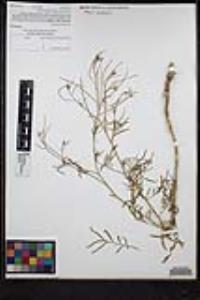 Sisymbrium altissimum image