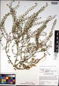 Lepidium virginicum image