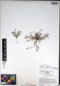 Lepidium virginicum var. robinsonii image