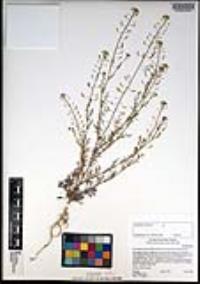 Descurainia pinnata subsp. halictorum image