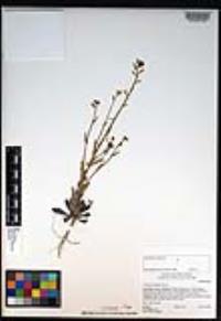 Caulanthus simulans image