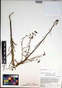 Caulanthus heterophyllus var. heterophyllus image