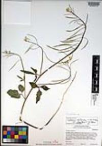 Cardamine californica image