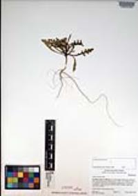 Cakile maritima image