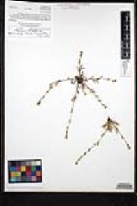 Plagiobothrys collinus var. californicus image
