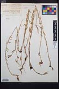 Clarkia purpurea image