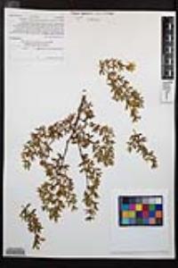 Larrea tridentata image