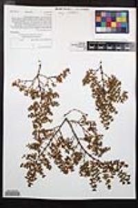 Larrea tridentata image