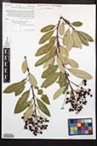 Heteromeles arbutifolia image