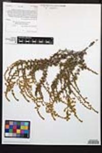 Adenostoma fasciculatum image