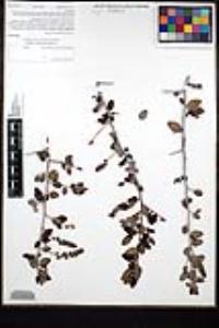 Ceanothus leucodermis image
