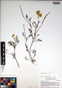 Eschscholzia californica image
