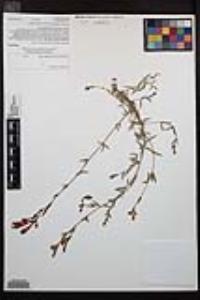 Epilobium canum image