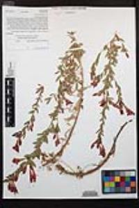 Epilobium canum image