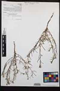 Camissonia strigulosa image