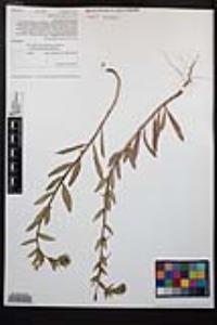 Camissoniopsis hirtella image