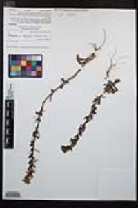 Camissoniopsis hirtella image