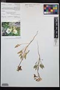 Chylismia claviformis var. peirsonii image