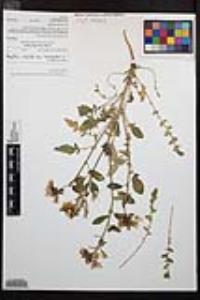 Chylismia claviformis var. peirsonii image