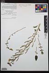 Chylismia claviformis image