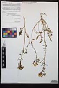 Chylismia claviformis var. peirsonii image
