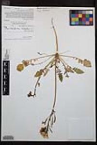 Chylismia claviformis image