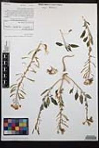 Chylismia claviformis var. peirsonii image