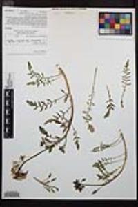 Chylismia claviformis image