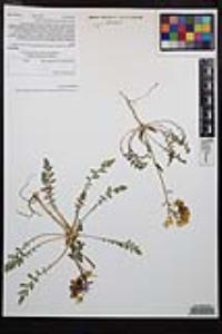 Chylismia claviformis var. peirsonii image