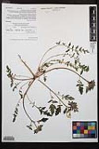 Chylismia claviformis image