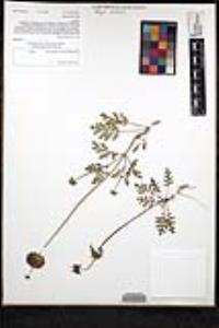 Salvia columbariae image