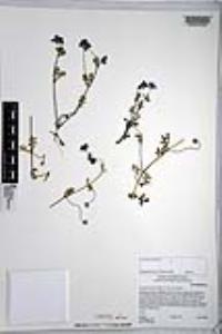 Nemophila menziesii image