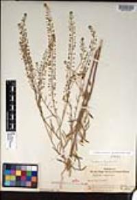 Lepidium virginicum image