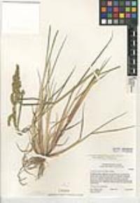 Echinochloa muricata var. microstachya image