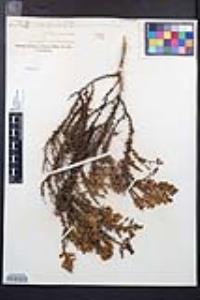 Adenostoma fasciculatum image
