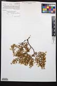 Larrea tridentata image