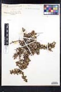 Rhamnus crocea image