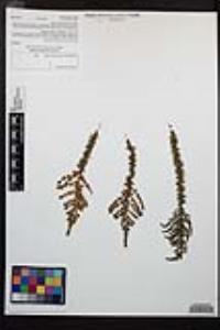 Adenostoma fasciculatum image