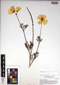 Eschscholzia californica image