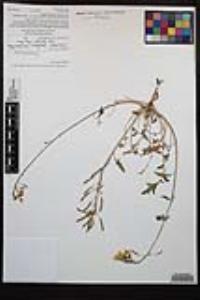Chylismia claviformis var. peirsonii image