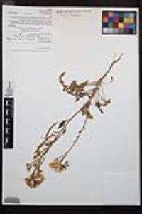 Chylismia claviformis image