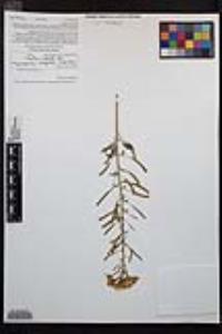 Chylismia claviformis var. peirsonii image